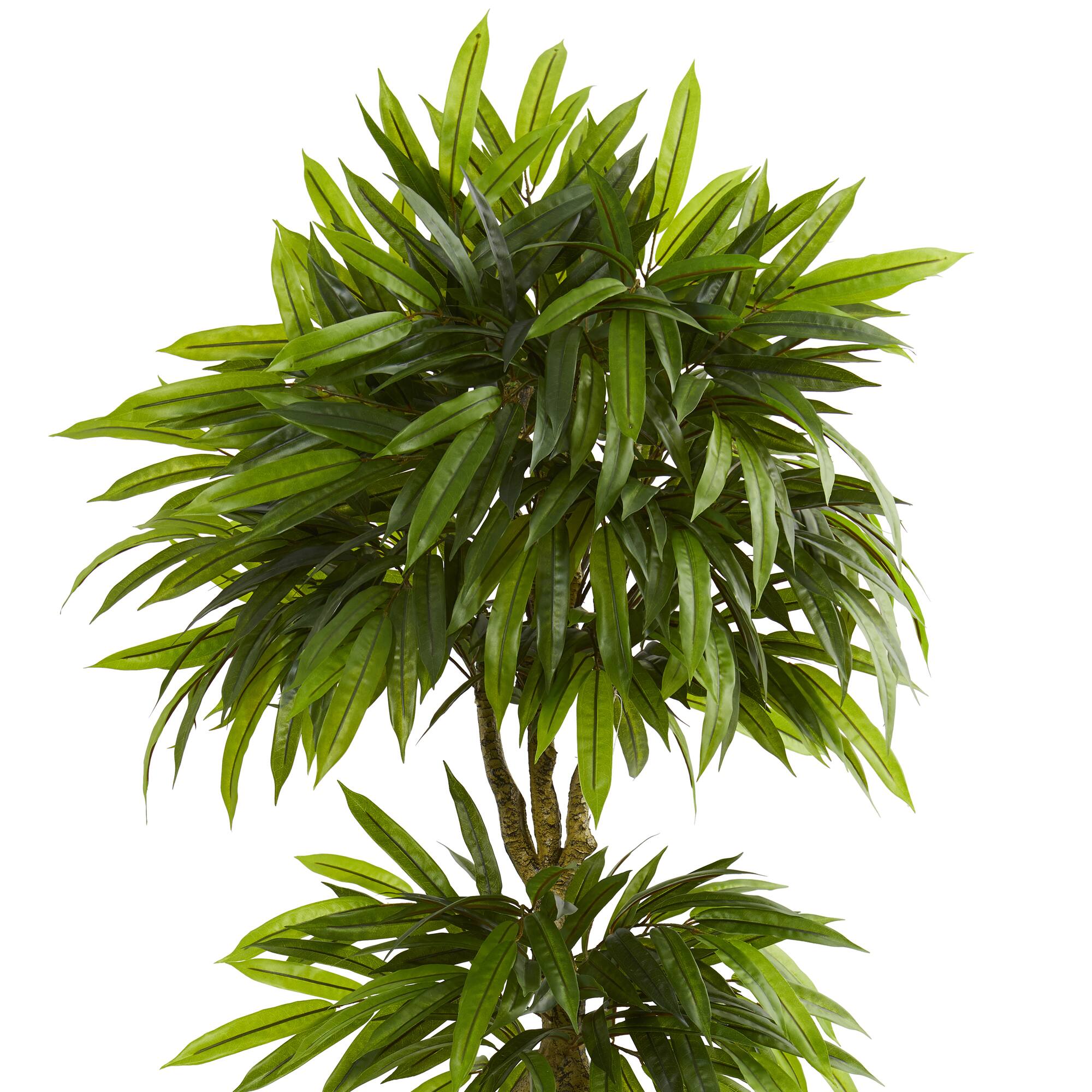5.5ft. Potted Mango Tree in Decorative Black Planter